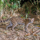 Image for article titled How Scientists Use Hidden "Camera Traps" to Get Incredible Cameos of Animals in the Wild